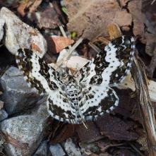 Piadivka smútočná