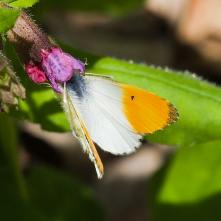 Mlynárik žeruchový v kalichu pľúcnika 