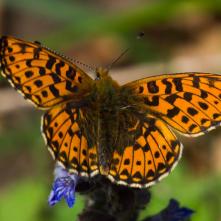 Perlovec jahodníkový