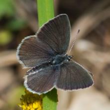 Modráčik najmenší