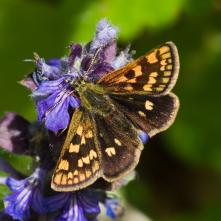 Súmračník skorocelový