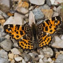 Babôčka sieťkovaná