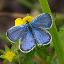 Modráčik ľadencový