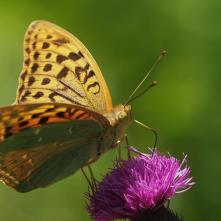 Perlovec červený 22.7.2025 na lokalite ako v roku 2022