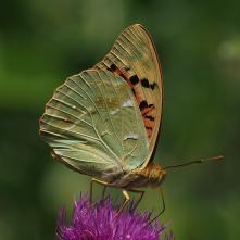Perlovec červený - 23.6.2025