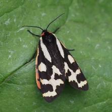 Spriadač skorocelový