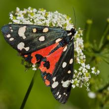 Spriadač hluchávkový