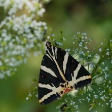 Spriadač kostihojový