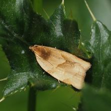 Obaľovač lastovičnikový