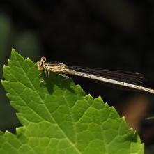 Šidielko ploskonohé