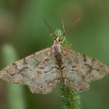 Kôrovka čučoriedková