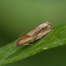 Obaľovač bodliakový