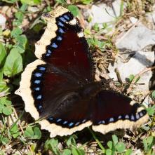 Babôčka osiková - čerstvo vykuklená 29.8.2025