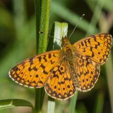 Perlovec dvanásťškvrnný