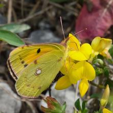 Žltáčik vičensový