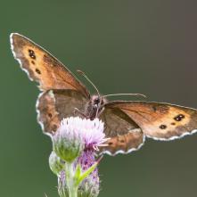 Očkáň čiernohnedý