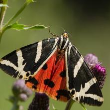 Spriadač kostihojový