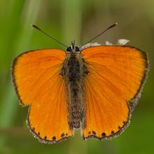Ohniváčik zlatobyľový - samec