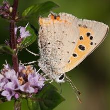 Ohniváčik čiernokrídly