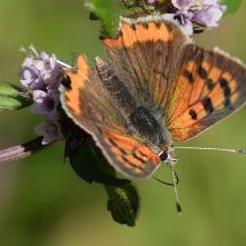 Ohniváčik čiernokrídly