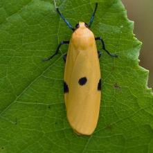 Lišajníkovec štvorbodý - čerstvo vykuklená samica