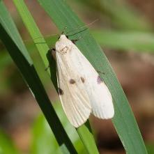 Lišajníkovec štvorbodý - staršia vyblednutá samica