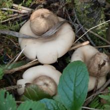 Hviezdovka strapkatá