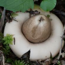 Hviezdovká strapkatá