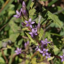 Horček horký pravý